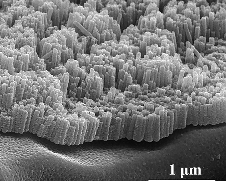 FESEM tilted-view image of drug-loaded nanotubes grown anodically on nitinol